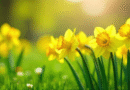 Qué plantar en junio: 7 especies que conviene sembrar ahora para que exploten de color en la primavera