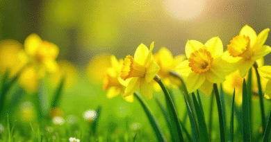 Qué plantar en junio: 7 especies que conviene sembrar ahora para que exploten de color en la primavera