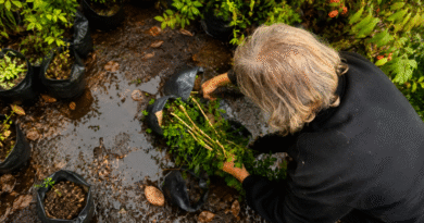 Prevención del HLB: Decomiso de 51 plantas de mirto cuya comercialización está prohibida