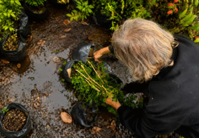 Prevención del HLB: Decomiso de 51 plantas de mirto cuya comercialización está prohibida Prevención del HLB: Decomiso de 51 plantas de mirto cuya comercialización está prohibida