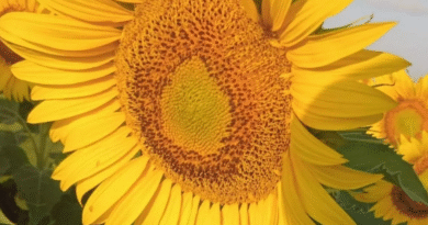 Intención de siembra de girasol para la campaña 2026/27
