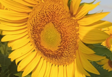 Intención de siembra de girasol para la campaña 2026/27