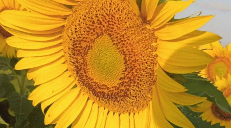 Intención de siembra de girasol para la campaña 2026/27