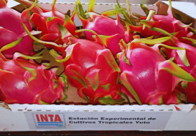 Pitahaya: el INTA estudia variedades para impulsar el cultivo en el norte argentino