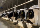 Cuando las vacas se ordeñan solas: el avance de los tambos robotizados y los nuevos desafíos de manejo