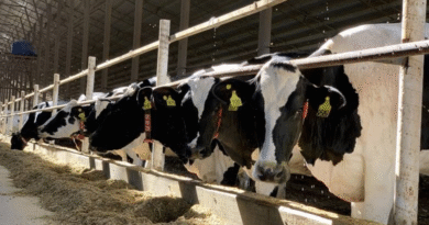 Cuando las vacas se ordeñan solas: el avance de los tambos robotizados y los nuevos desafíos de manejo