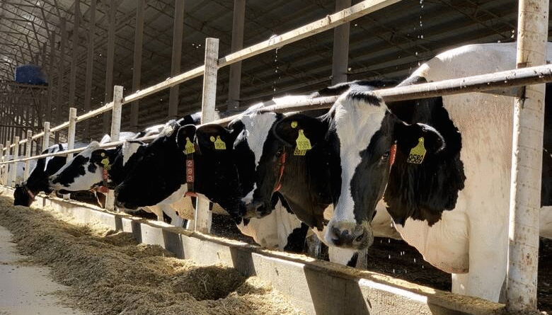 Cuando las vacas se ordeñan solas: el avance de los tambos robotizados y los nuevos desafíos de manejo