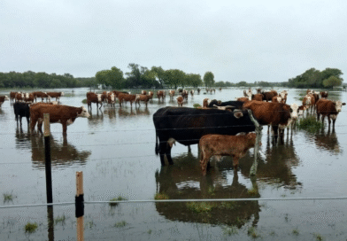 Ante posibles inundaciones por el fenómeno de El Niño SENASA recomienda planificación y documentación al día.