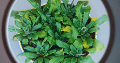 Identifican un mecanismo para activar el sistema de defensa de las plantas