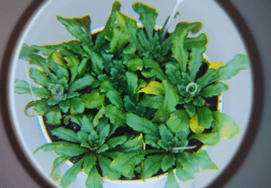 Identifican un mecanismo para activar el sistema de defensa de las plantas Identifican un mecanismo para activar el sistema de defensa de las plantas