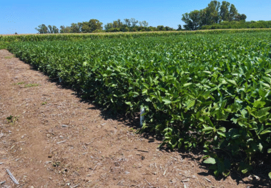 Se simplifica el marco regulatorio con la abrogación de 42 normas de protección vegetal Se simplifica el marco regulatorio con la abrogación de 42 normas de protección vegetal
