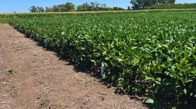 Se simplifica el marco regulatorio con la abrogación de 42 normas de protección vegetal Se simplifica el marco regulatorio con la abrogación de 42 normas de protección vegetal