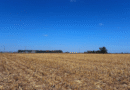 Asocian el manejo agrícola con cambios en el suelo y el carbono