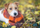 Alerta por bajas temperaturas: los veterinarios explican cuándo el frío empieza a ser peligroso para perros y gatos