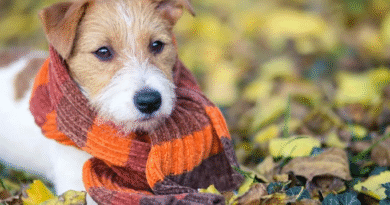 Alerta por bajas temperaturas: los veterinarios explican cuándo el frío empieza a ser peligroso para perros y gatos