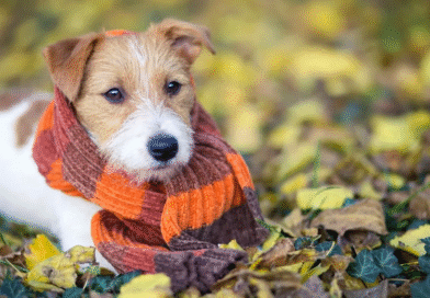 Alerta por bajas temperaturas: los veterinarios explican cuándo el frío empieza a ser peligroso para perros y gatos Alerta por bajas temperaturas: los veterinarios explican cuándo el frío empieza a ser peligroso para perros y gatos