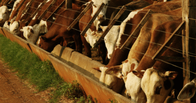 Participación en jornada de actualización técnica para productores de engorde a corral