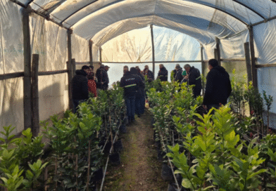 Se fortalece fiscalización de viveros y la calidad y seguimiento del material de propagación vegetal