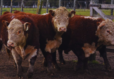 El desafío de obtener novillos más pesados sin perder eficiencia. El desafío de obtener novillos más pesados sin perder eficiencia.