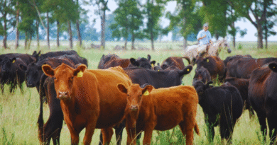 El INTA lleva a La Rural una agenda ganadera centrada en la innovación