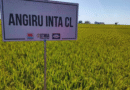Angirú INTA CL: ajustan la fertilización nitrogenada para maximizar rendimiento