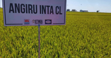 Angirú INTA CL: ajustan la fertilización nitrogenada para maximizar rendimiento
