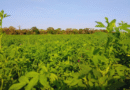 Evalúan la adaptación de la alfalfa a condiciones subtropicales