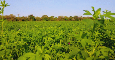 Evalúan la adaptación de la alfalfa a condiciones subtropicales