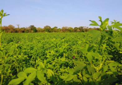 Evalúan la adaptación de la alfalfa a condiciones subtropicales