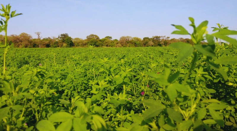 Evalúan la adaptación de la alfalfa a condiciones subtropicales