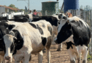 El IPCVA realizará una nueva Jornada a Campo