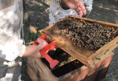 La red de vigilancia apícola activa fortalece el monitoreo del pequeño escarabajo de las colmenas La red de vigilancia apícola activa fortalece el monitoreo del pequeño escarabajo de las colmenas
