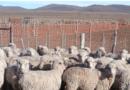 Cuáles son las medidas de prevención, control y erradicación de sarna ovina en la Patagonia Cuáles son las medidas de prevención, control y erradicación de sarna ovina en la Patagonia