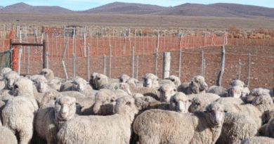 Cuáles son las medidas de prevención, control y erradicación de sarna ovina en la Patagonia