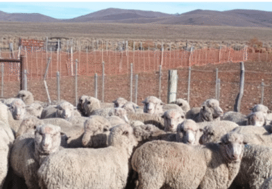 Cuáles son las medidas de prevención, control y erradicación de sarna ovina en la Patagonia