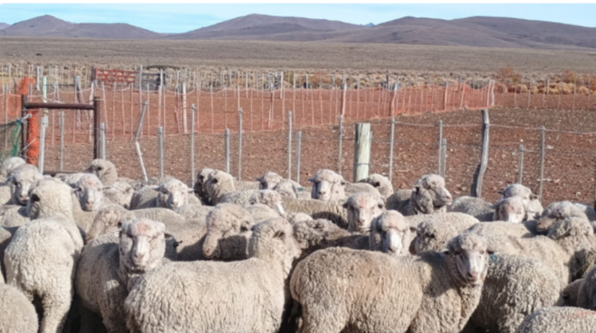 Cuáles son las medidas de prevención, control y erradicación de sarna ovina en la Patagonia