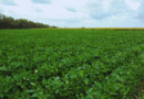 El Niño abre una ventana de alta producción para el agro argentino
