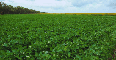 El Niño abre una ventana de alta producción para el agro argentino