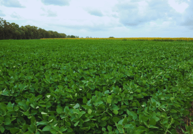 El Niño abre una ventana de alta producción para el agro argentino El Niño abre una ventana de alta producción para el agro argentino