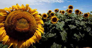 Jopo del girasol: Acciones para prevenir el ingreso de esta maleza ausente en la República Argentina