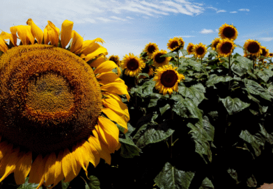 Jopo del girasol: Acciones para prevenir el ingreso de esta maleza ausente en la República Argentina