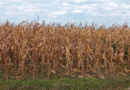 La campaña agrícola avanza bajo un techo de nubes: la humedad frena al maíz y la falta de sol limita al trigo