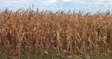 La campaña agrícola avanza bajo un techo de nubes: la humedad frena al maíz y la falta de sol limita al trigo
