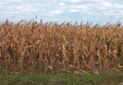 La campaña agrícola avanza bajo un techo de nubes: la humedad frena al maíz y la falta de sol limita al trigo La campaña agrícola avanza bajo un techo de nubes: la humedad frena al maíz y la falta de sol limita al trigo