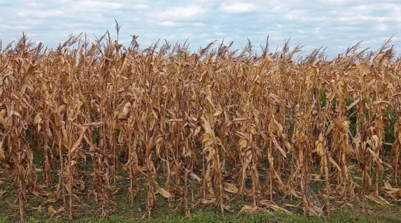 La campaña agrícola avanza bajo un techo de nubes: la humedad frena al maíz y la falta de sol limita al trigo La campaña agrícola avanza bajo un techo de nubes: la humedad frena al maíz y la falta de sol limita al trigo