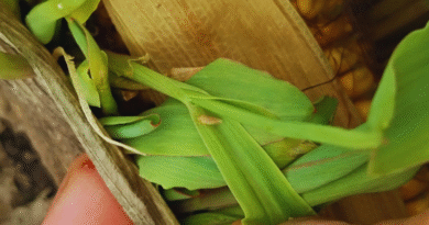 Chicharrita del maíz: el monitoreo será clave para anticiparse en la próxima campaña