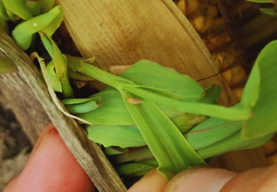 Chicharrita del maíz: el monitoreo será clave para anticiparse en la próxima campaña Chicharrita del maíz: el monitoreo será clave para anticiparse en la próxima campaña