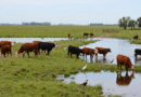 El Niño: anticiparse para reducir el impacto en los sistemas productivos