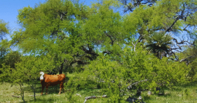 Promueven sistemas que integren ganadería con el bosque nativo Promueven sistemas que integren ganadería con el bosque nativo