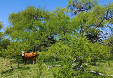 Promueven sistemas que integren ganadería con el bosque nativo Promueven sistemas que integren ganadería con el bosque nativo